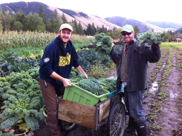 Picking kale for 8,000 in the PEAS garden