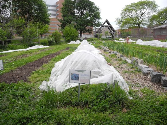 April 2012: University City High School Garden, Philadelphia, PA, an oasis in the middle of the city and my favorite urban school garden.